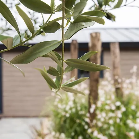 Ferienhaus Modern Ingericht Op Park Op De Veluwe